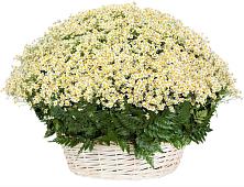 Цветочная композиция из Ромашки в корзине #REPLACE_PRED# Марёво